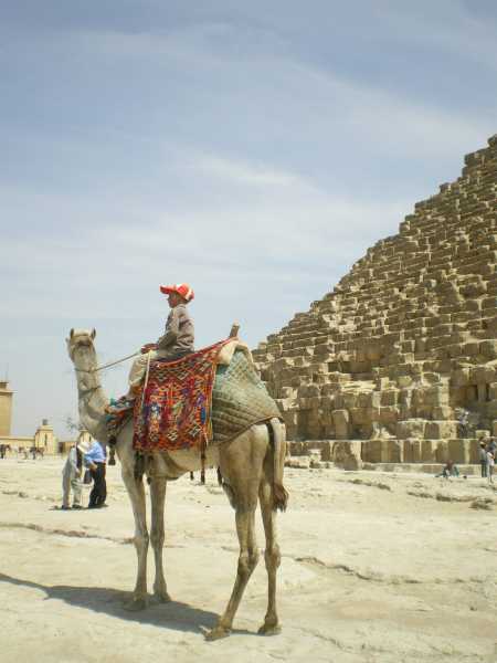 ラクダとピラミッド